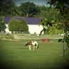 ltbstables